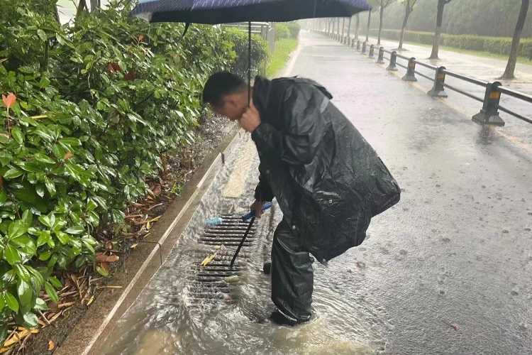荷叶地.jpg